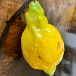Citrus Limon Peretta