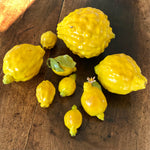 Citrus Limon Femminello