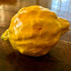 Citrus Limonimedica 'Maxima'
